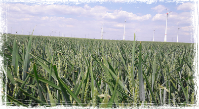 andere Kulturen Bauer Hauser